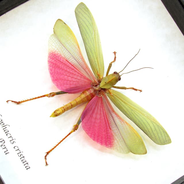 Real pink grasshopper framed taxidermy - Lophacris cristata