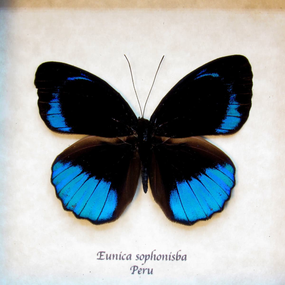 Real iridescent blue butterfly framed taxidermy - Eunica sophonisba