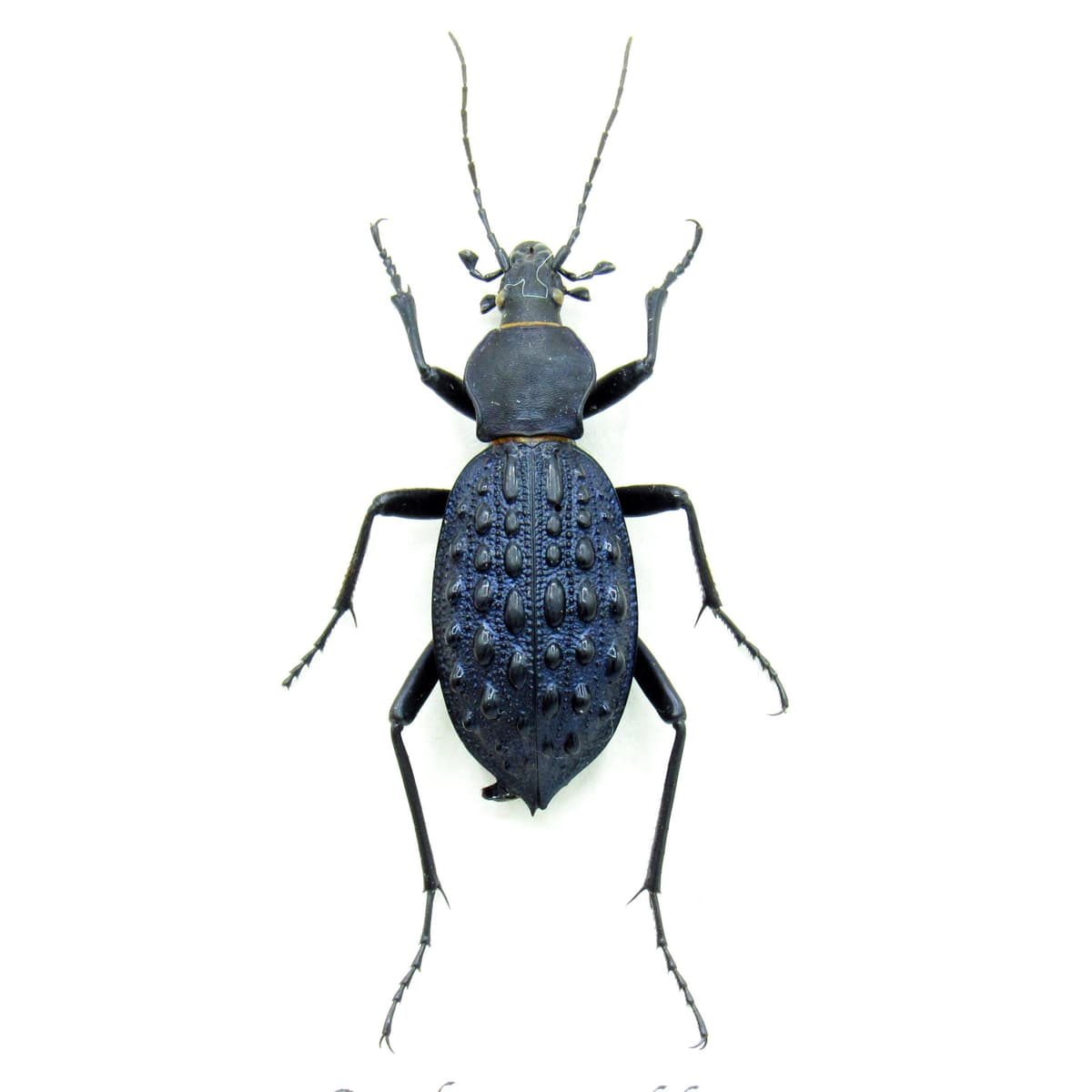 Real large purple Ground beetle framed taxidermy - Carabus pustulifer