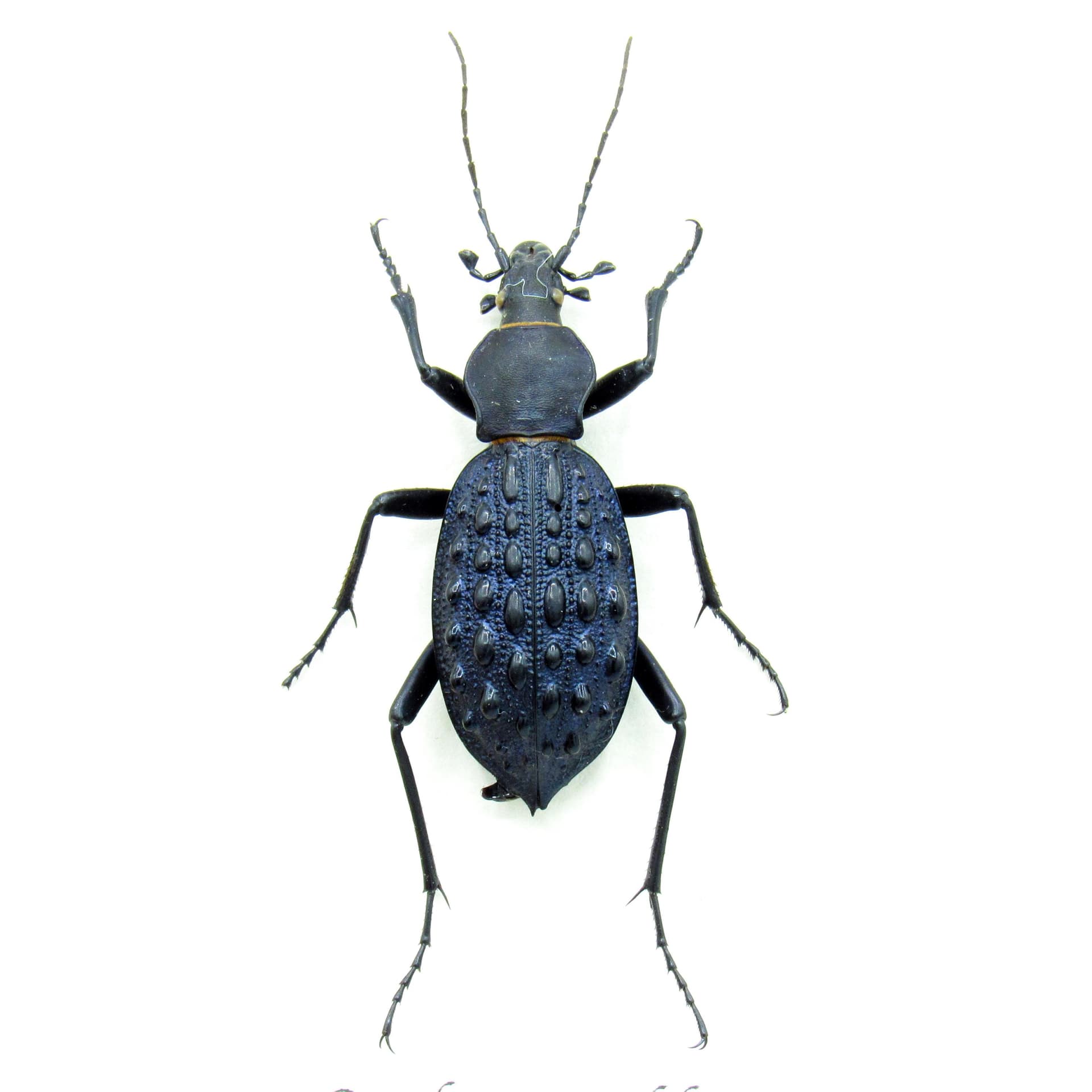 Real large purple Ground beetle framed taxidermy - Carabus pustulifer