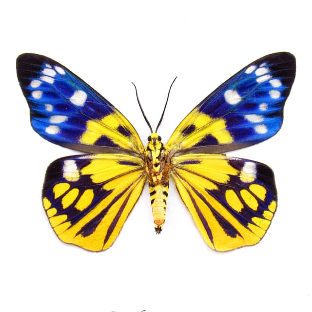 Rare yellow metallic Day Moth framed taxidermy - Psaphis scotais - female
