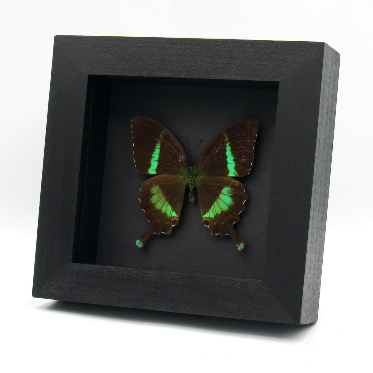 Rare green Banded Peacock Swallowtail butterfly framed specimen - Papilio crino - minor damage