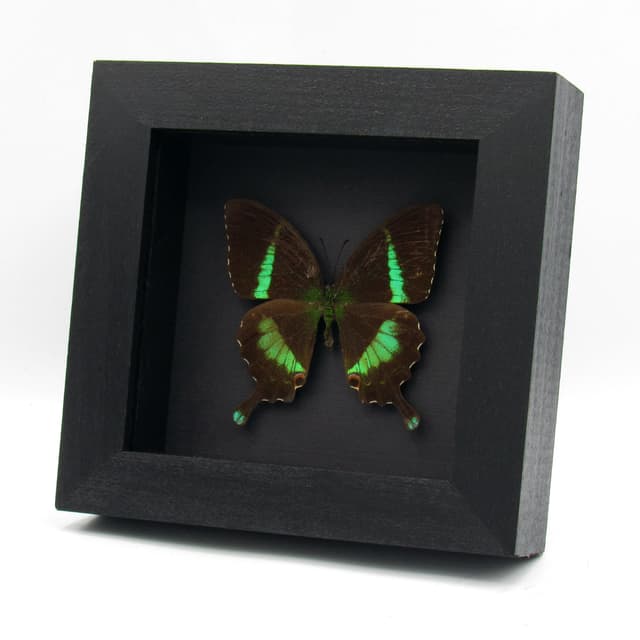 Rare green Banded Peacock Swallowtail butterfly framed specimen - Papilio crino - minor damage
