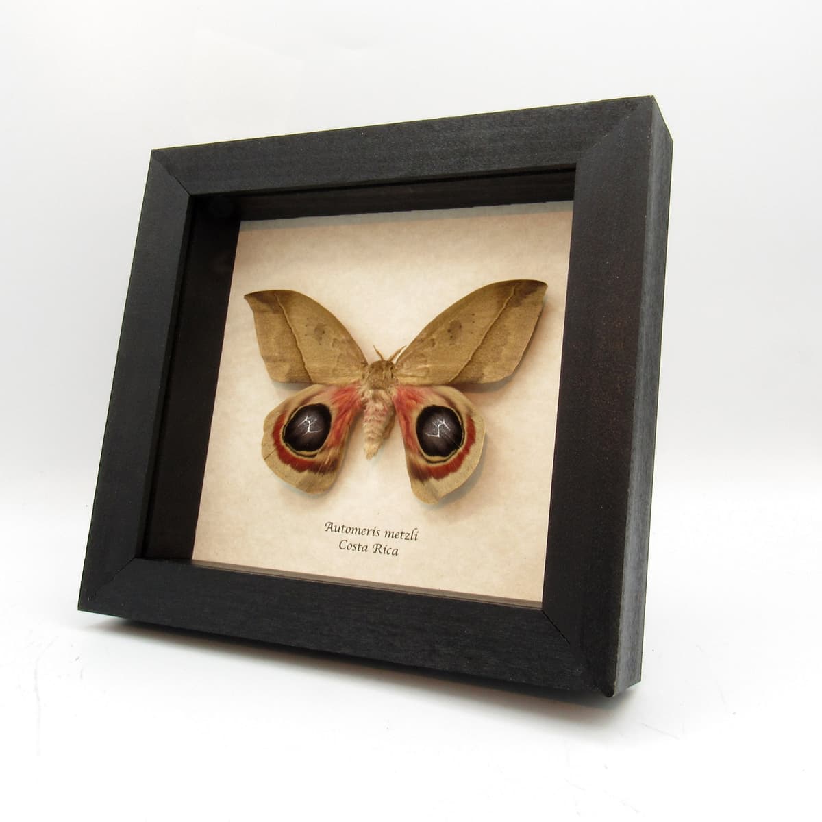 Real Giant Saturn moth framed taxidermy - Automeris metzli