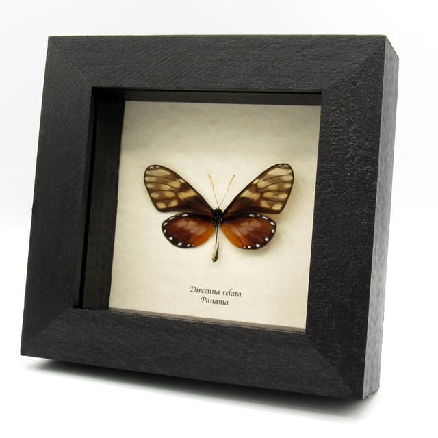 Real Glasswing butterfly framed specimen - Dircenna relata - female