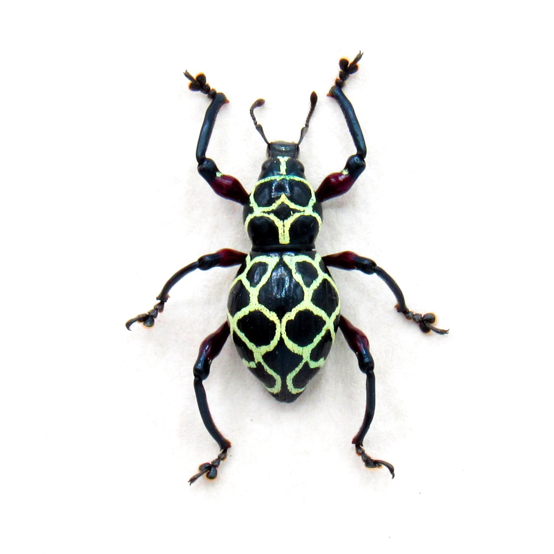 Real green weevil beetle framed specimen - Pachyrhynchus reticulatus