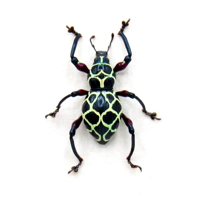 Real green weevil beetle framed specimen - Pachyrhynchus reticulatus