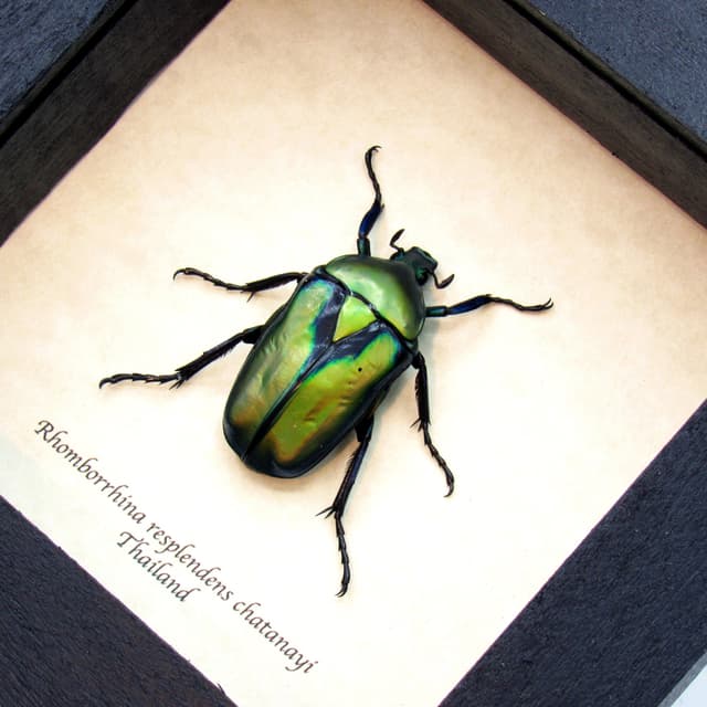 Real metallic Scarab beetle framed taxidermy - Rhomborrhina resplendens chatanayi