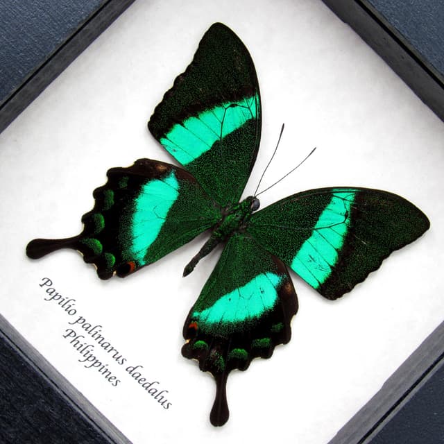 Real Emerald Swallowtail framed butterfly taxidermy - Papilio palinarus daedalus