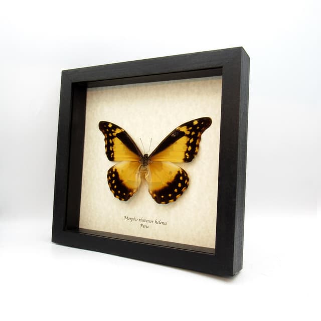 Rare XL yellow Morpho butterfly framed taxidermy - Morpho rhetenor helena - female - 6.2 inch wingspan