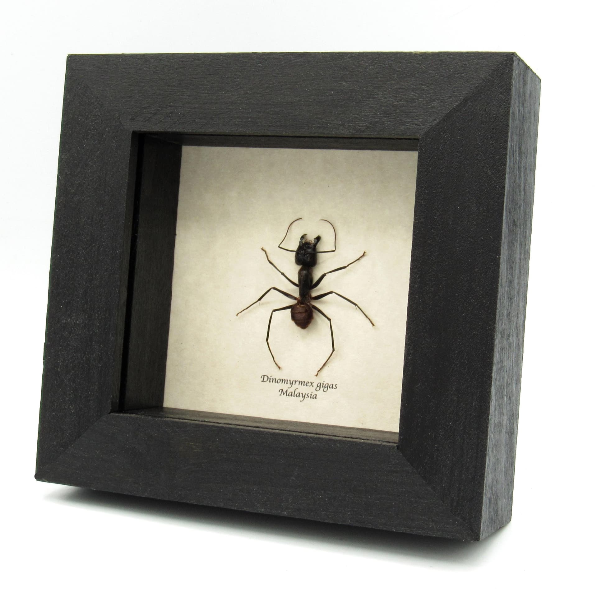 Real Giant Forest Ant framed taxidermy - Dinomyrmex gigas