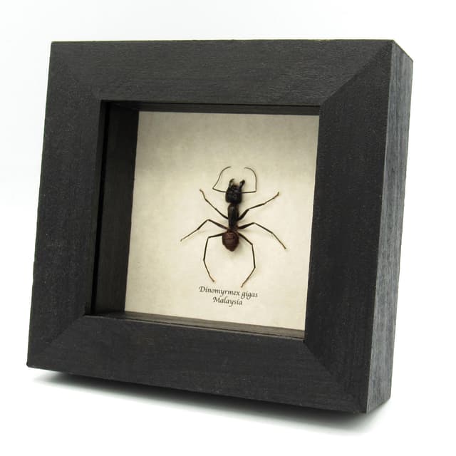 Real Giant Forest Ant framed taxidermy - Dinomyrmex gigas