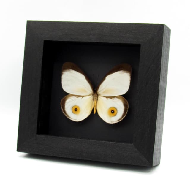 Real Owl butterfly framed taxidermy - Taenaris hodeva