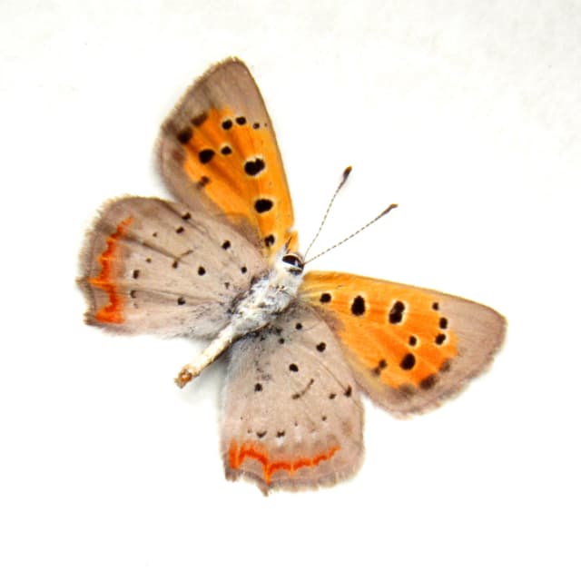 Real tiny American Copper butterfly framed taxidermy - Lycaena phlaeas