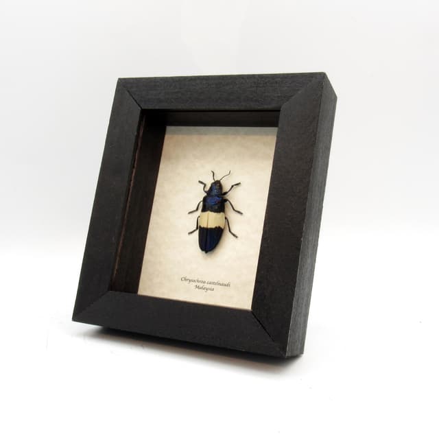 Real blue beetle framed taxidermy - Chysochroa castelnaudi