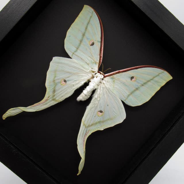 Real Giant Indian moon moth framed taxidermy - Actias selene - XL female