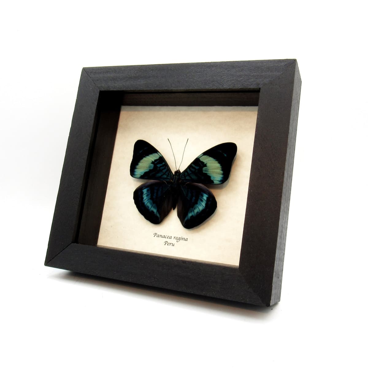 Large blue Queen Flasher butterfly framed taxidermy - Panacea regina