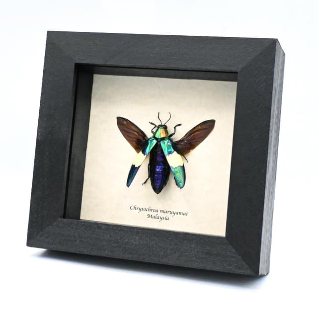 Real metallic Jewel beetle framed taxidermy - Chrysochroa maruyamai