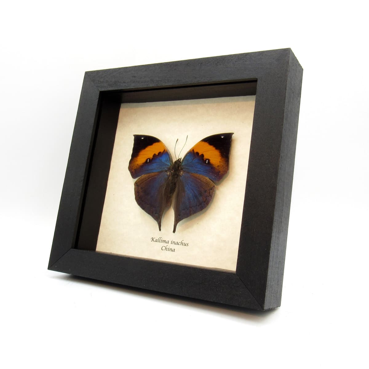 Real large blue Oakleaf butterfly framed taxidermy - Kallima inachus