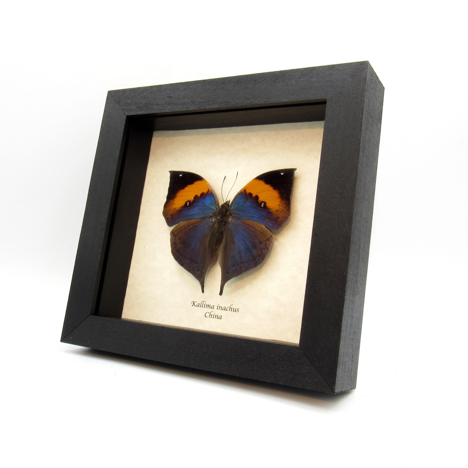 Real large blue Oakleaf butterfly framed taxidermy - Kallima inachus