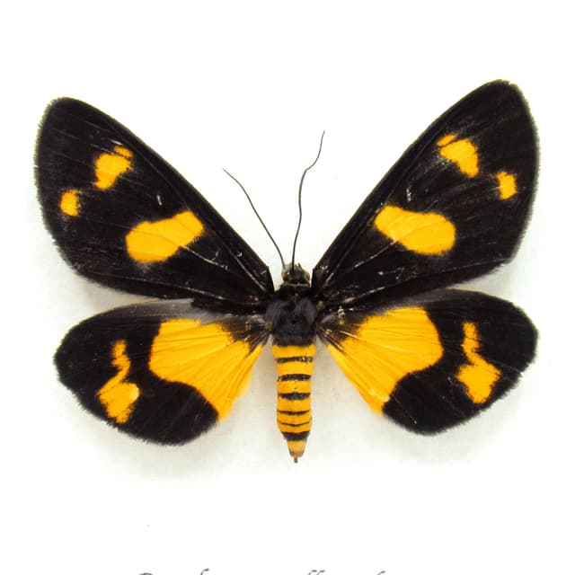 Rare yellow Tiger moth framed taxidermy - Pseudeusemia flavoplagiata