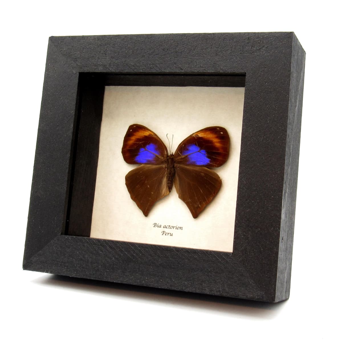 Rare Uncertain Owlet butterfly framed taxidermy - Bia actorion