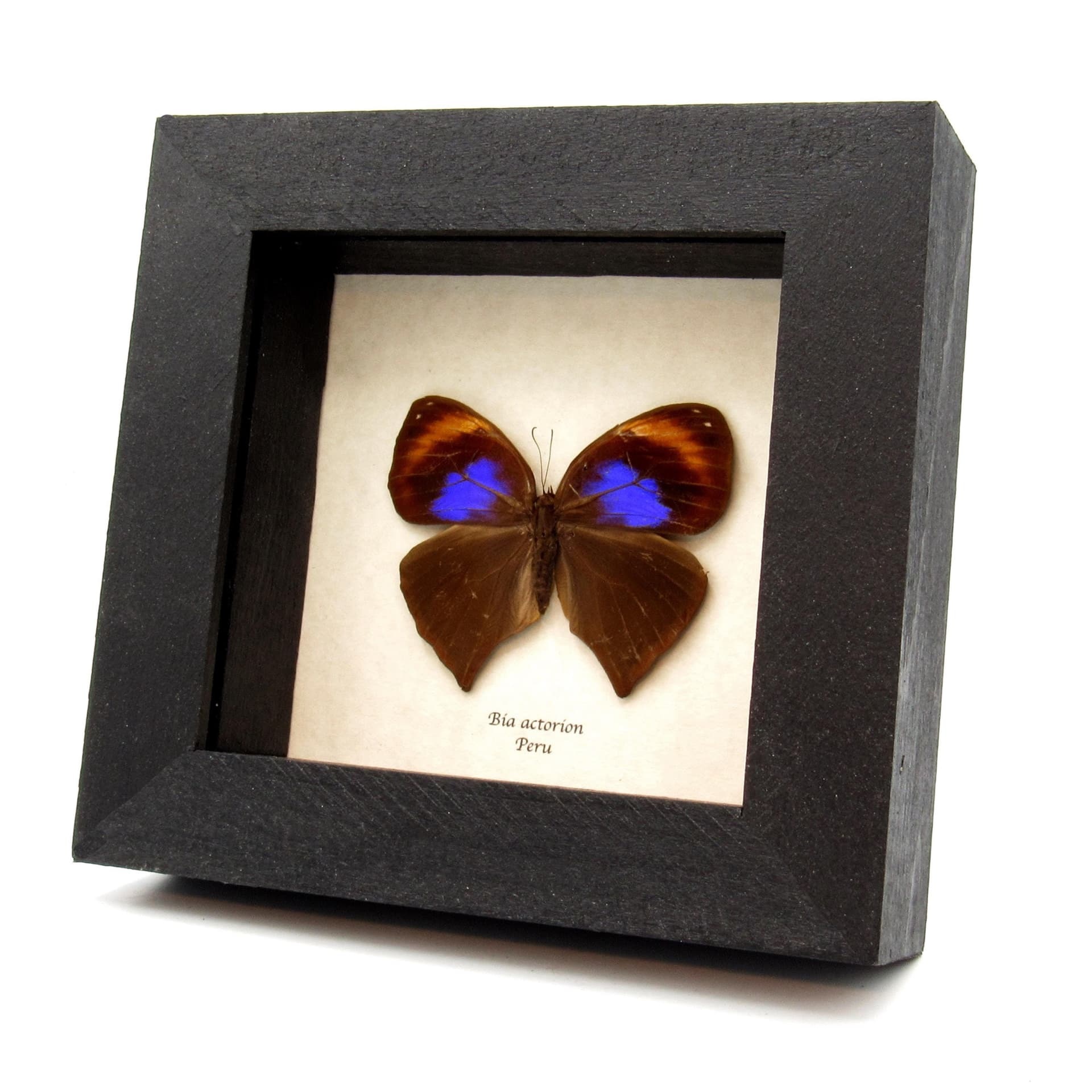 Rare Uncertain Owlet butterfly framed taxidermy - Bia actorion