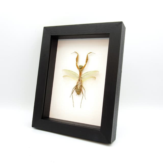 Giant Golden Praying Mantis framed taxidermy - Hierodula venosa - female