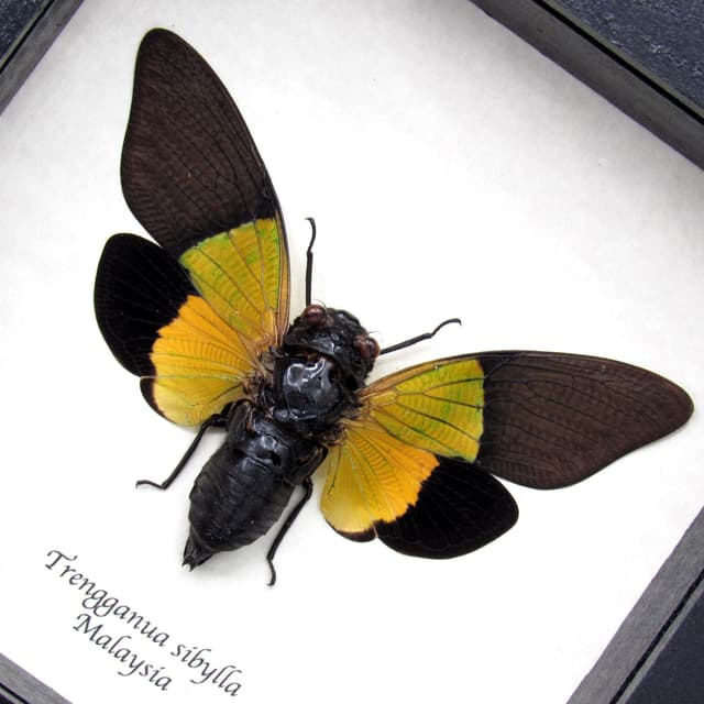 Real large yellow Cicada framed taxidermy - Trengganua sibylla