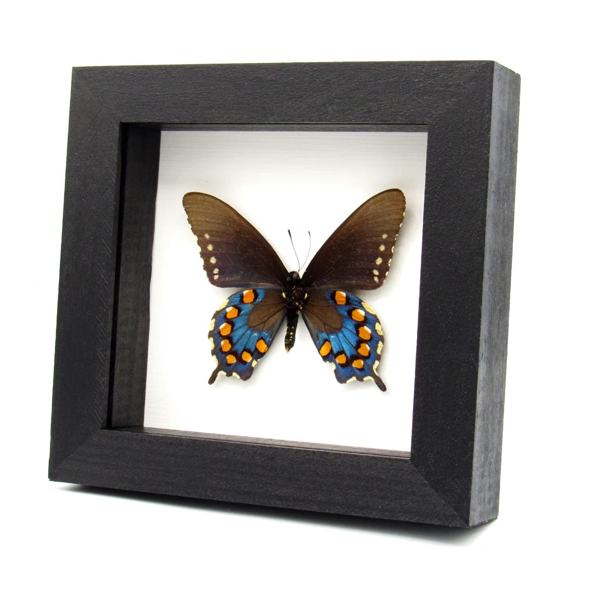 Real metallic Pipevine swallowtail framed taxidermy - Battus philenor
