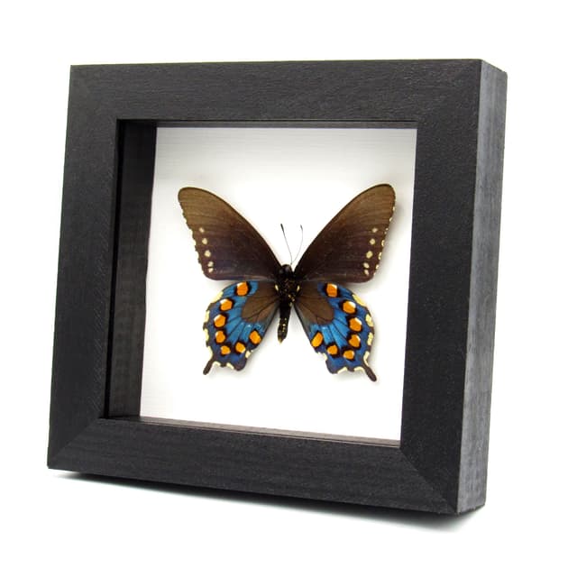 Real metallic Pipevine swallowtail framed taxidermy - Battus philenor