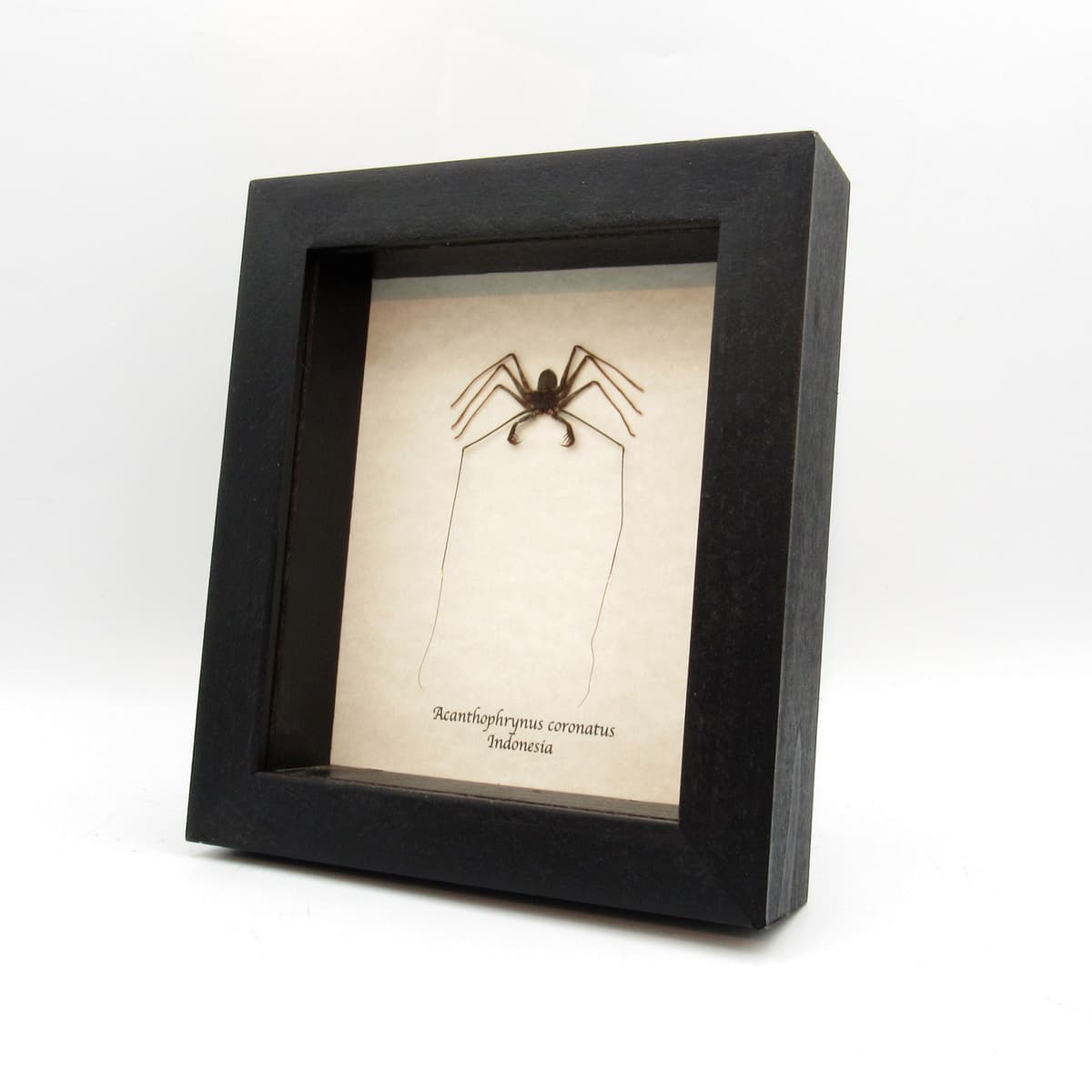 Real Whip Scorpion framed taxidermy - Acanthophrynus coronatus