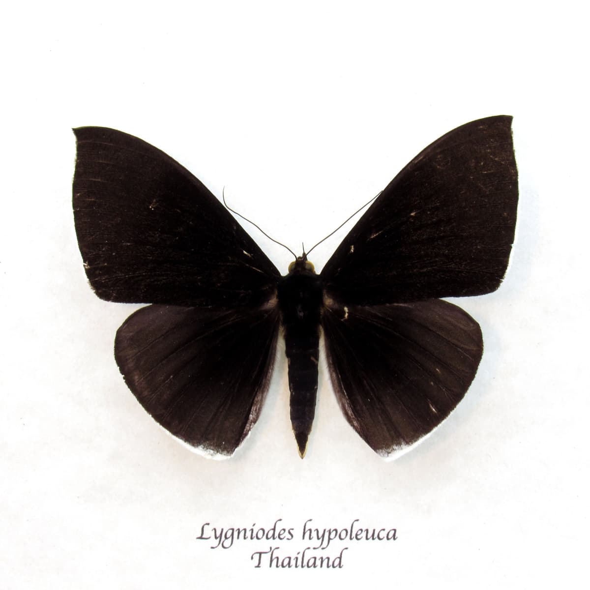 Large rare Erebid moth framed taxidermy - Lygniodes hypoleuca