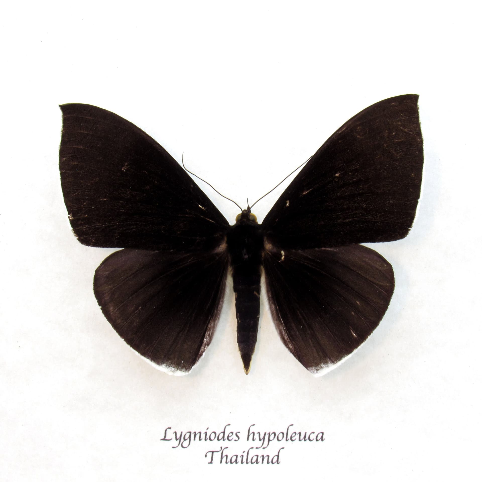 Large rare Erebid moth framed taxidermy - Lygniodes hypoleuca
