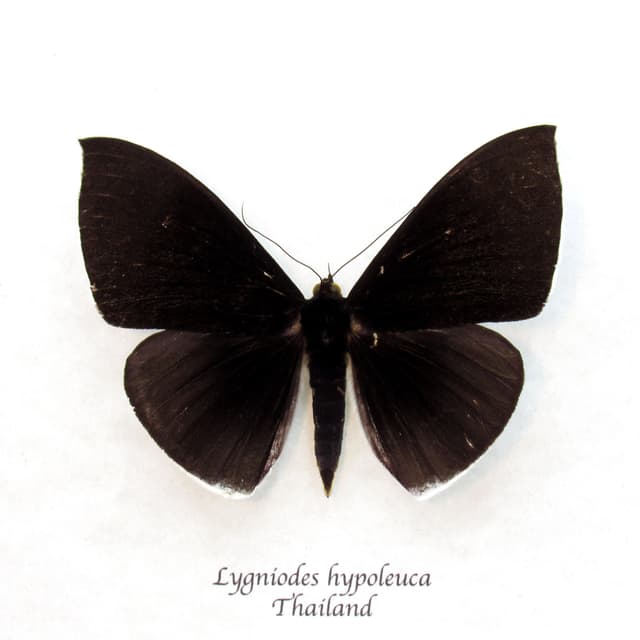 Large rare Erebid moth framed taxidermy - Lygniodes hypoleuca