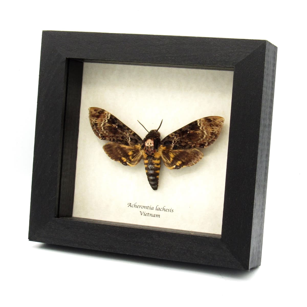 Real Deaths Head moth framed taxidermy - Acherontia lachesis