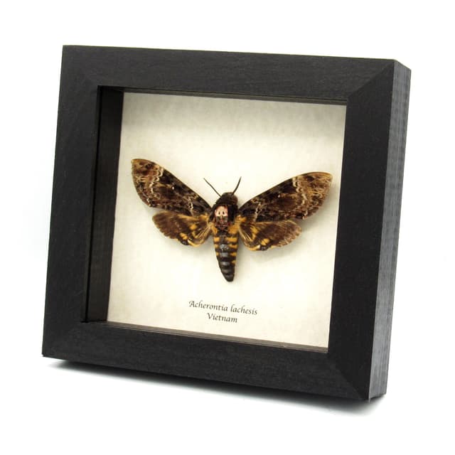 Real Deaths Head moth framed taxidermy - Acherontia lachesis