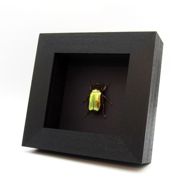 Very rare real Jewel beetle framed taxidermy - Chrysina chrysargyrea - gold form!