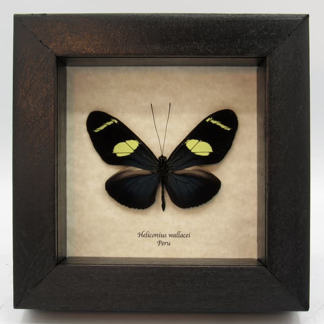 Real blue Longwing framed taxidermy butterfly - Heliconius wallacei