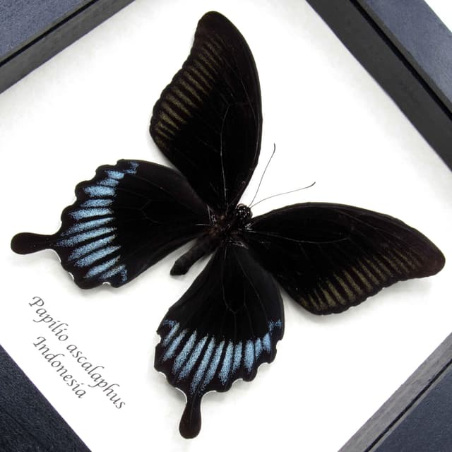 Real giant black swallowtail framed taxidermy - Papilio ascalaphus