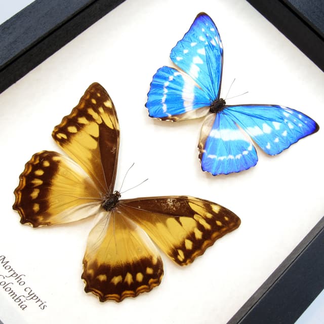 Real Morpho butterflies framed taxidermy - Morpho cypris - male and very rare female pair