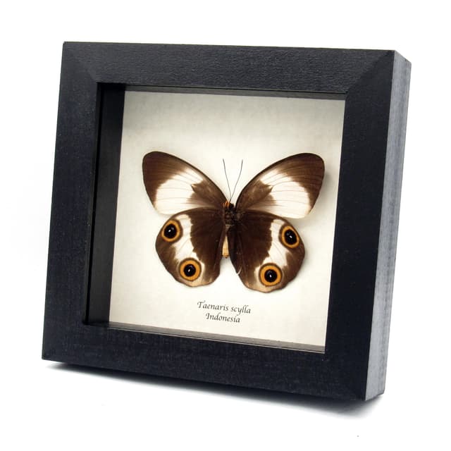 Rare Owl butterfly framed taxidermy - Taenaris scylla - large female
