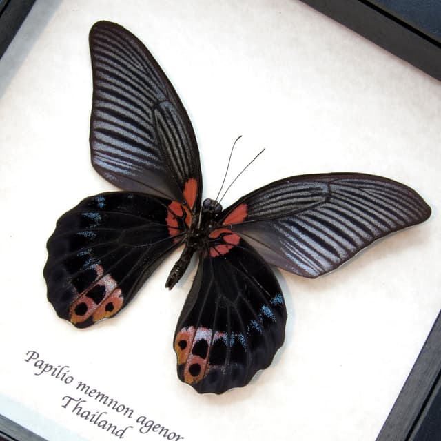 Real Great Mormon butterfly framed taxidermy - Papilio memnon agenor