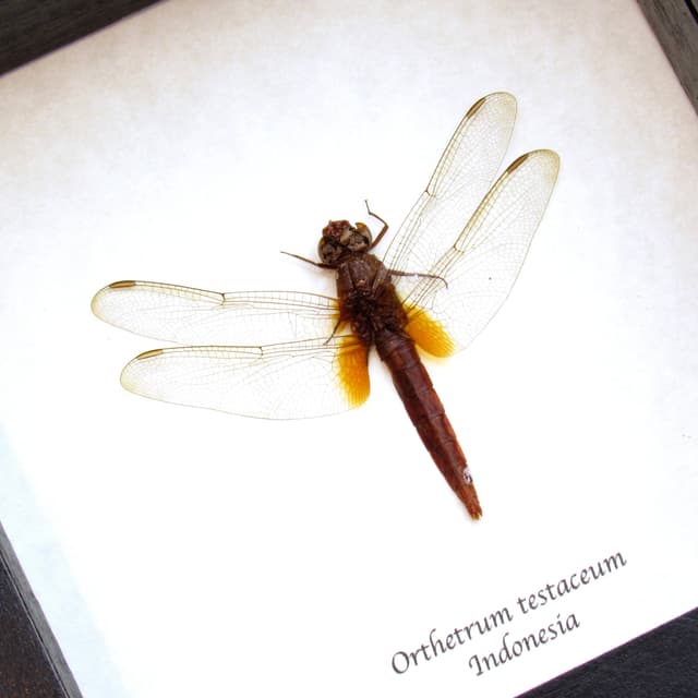 Real Orange Skimmer Dragonfly framed taxidermy - Orthetrum testaceum