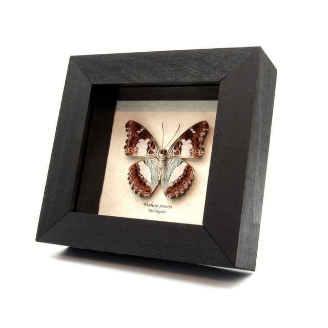 Real Lavender butterfly framed taxidermy - Moduza procris