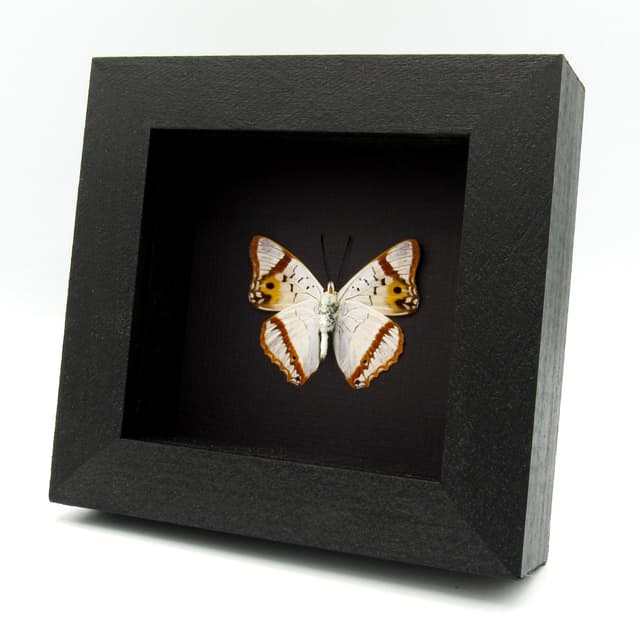 Real Pearlescent Indian Purple Emperor butterfly framed taxidermy - Mimathyma ambica miranda