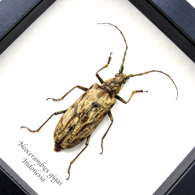Real Giant Velvet Longhorn beetle framed taxidermy - neocerambyx gigas - female