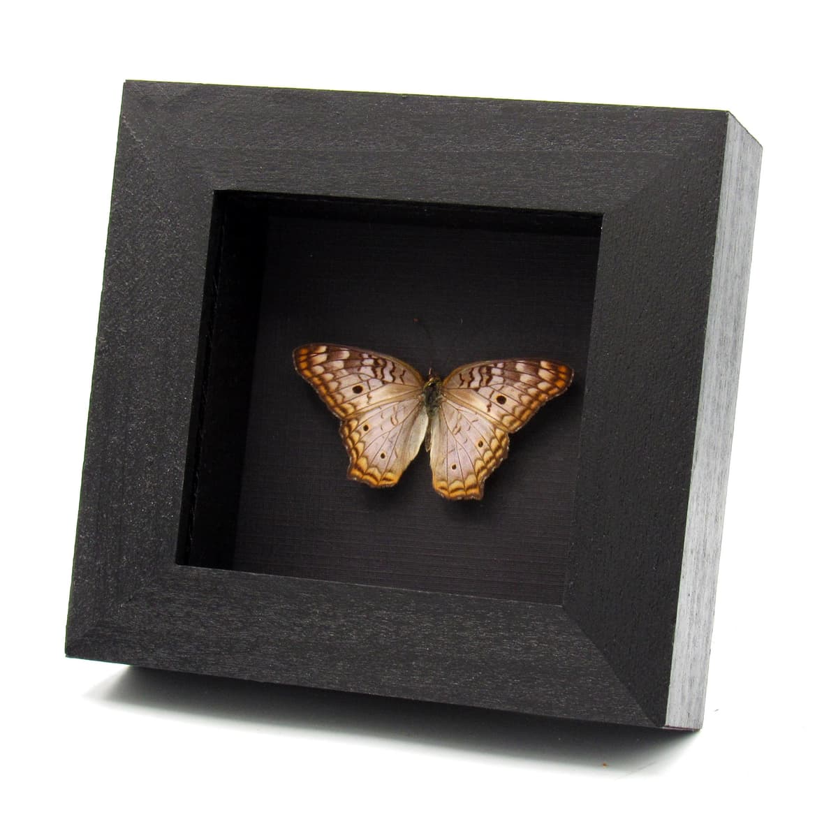 Real White Peacock framed butterfly taxidermy - Anartia jatrophae - Victorian mount