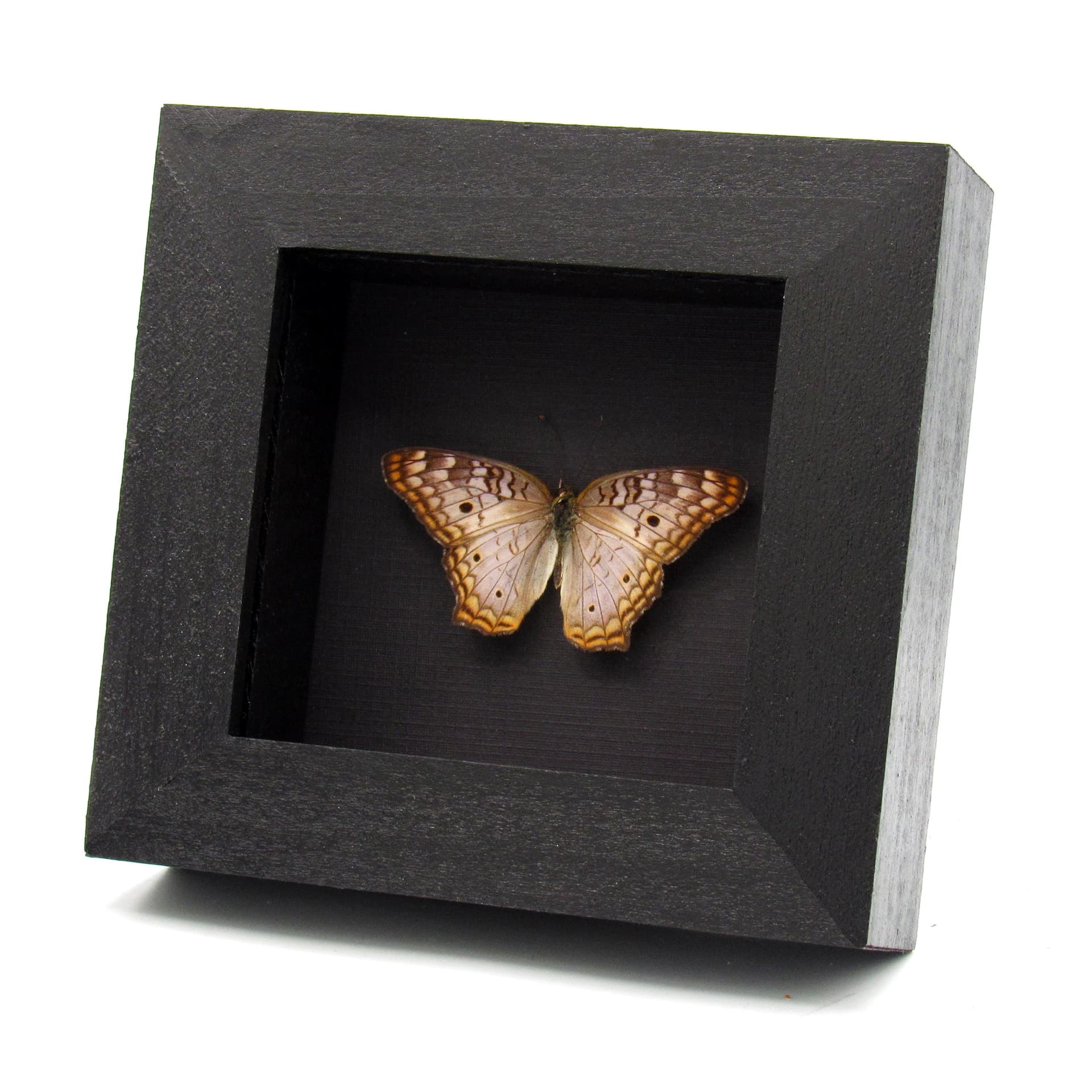 Real White Peacock framed butterfly taxidermy - Anartia jatrophae - Victorian mount