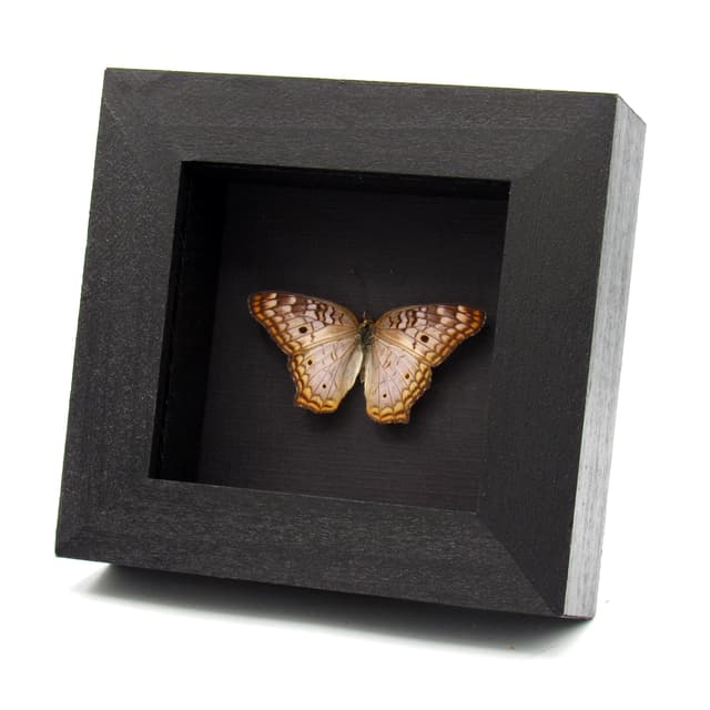 Real White Peacock framed butterfly taxidermy - Anartia jatrophae - Victorian mount